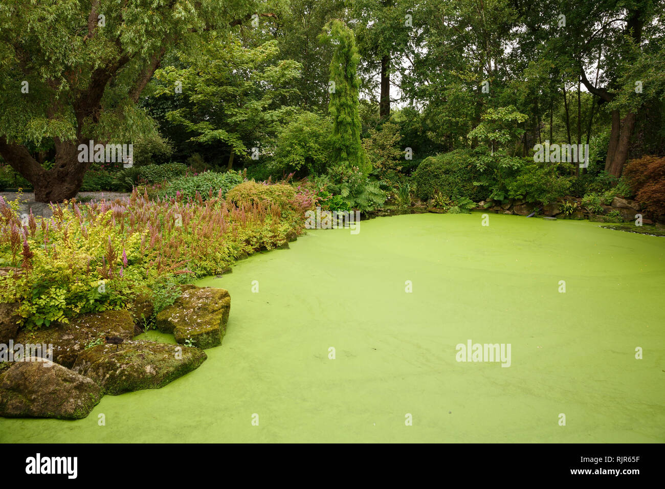 Japanischer Garten mit Teich und Bäume. Stockfoto