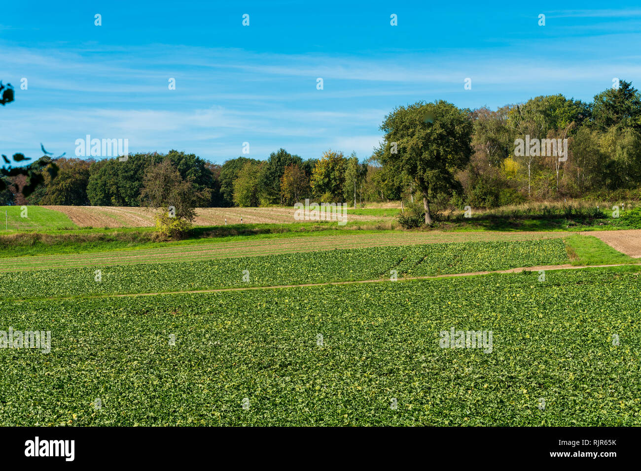Ackerland Landschaft in Europa Stockfoto