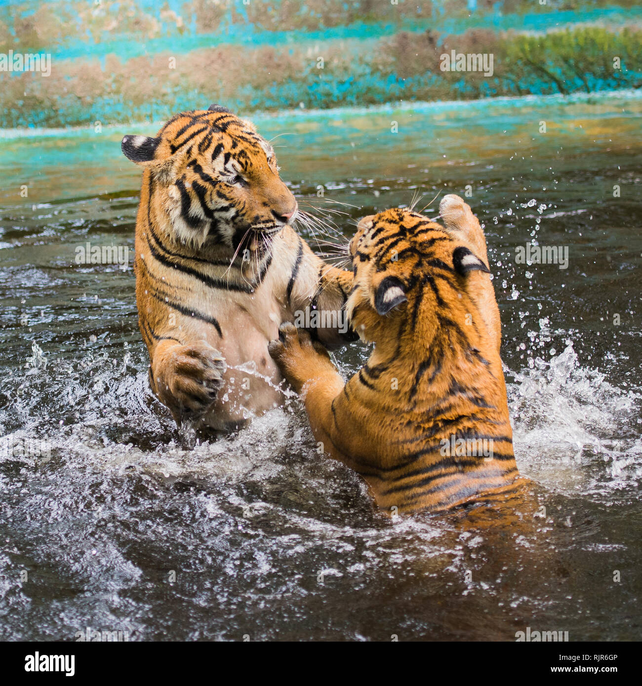 Junge Tiger spielen in einem Pool Stockfoto