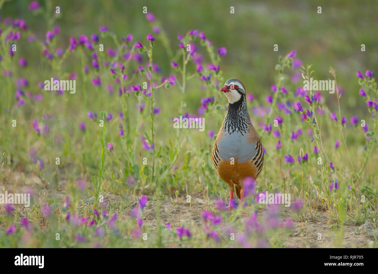 Red-legged Partridge in El Rocío (Doñana-Nationalpark), Spanien Stockfoto