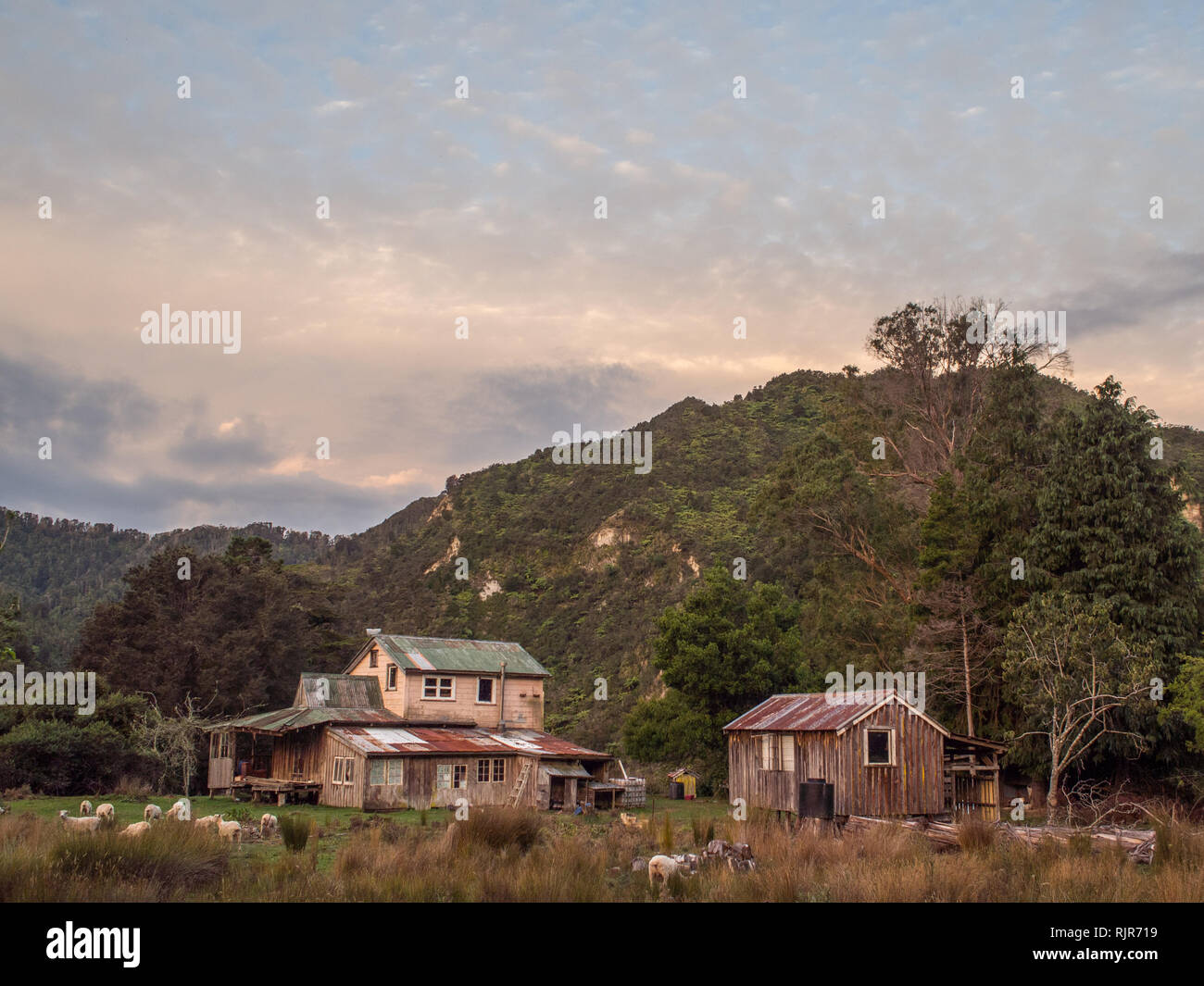 Schafe grasen auf der Weide und hetzt, um verlassene Homestead, Ahu Ahu Ohu, Ahuahu Tal, Whanganui River, North Island, Neuseeland Stockfoto