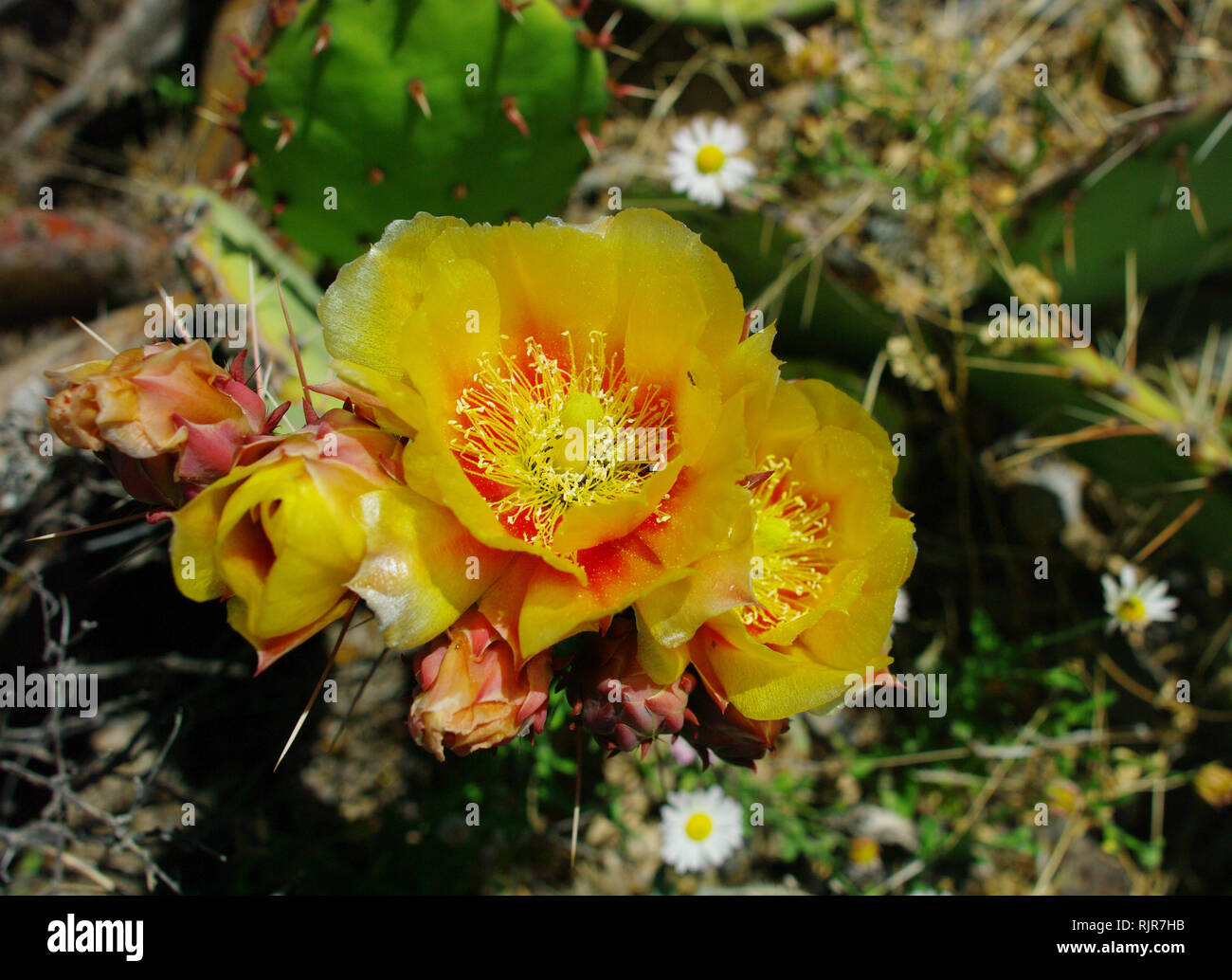 Cactus Flower in New Mexico Stockfoto