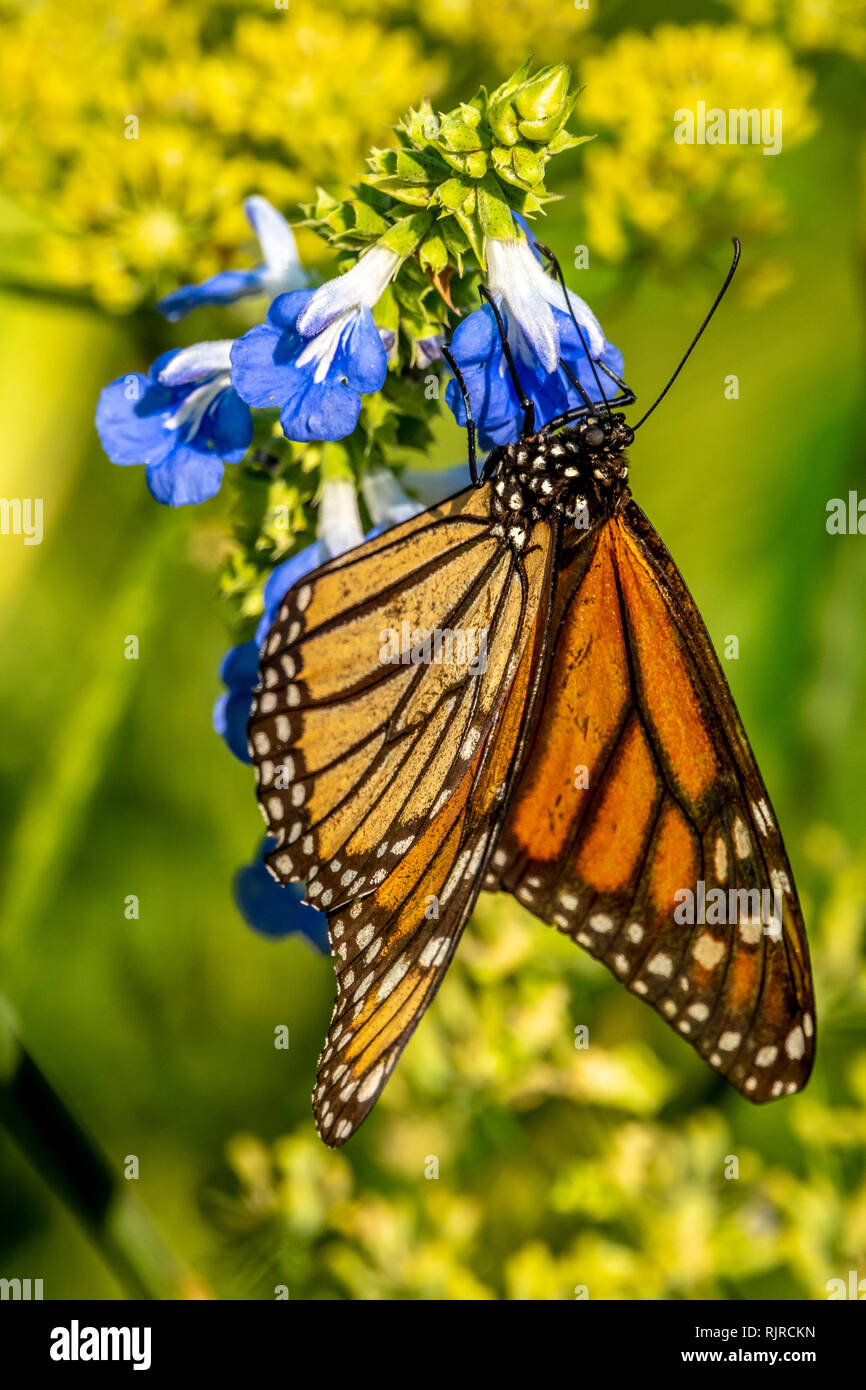 Monarch butterfly oder einfach Monarch Danaus plexippus milkweed