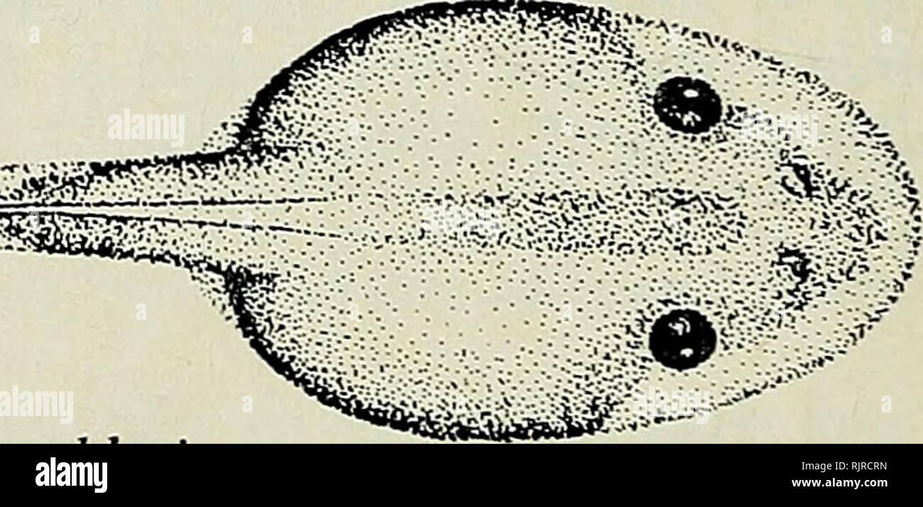 . Die australische Zoologe. Zoologie; Zoologie; Zoologie. "*SS? W^© B Abb. 1. Phasen der Litoria chloris A. Stadium 20 (neu - schraffiert). B&AMP;C Stufe 29. Die Bar in jedem Fall entspricht 1 mm.. ^^rzrrT ^m^^== 260 Aust. Zool. 20 (2), 1979. Bitte beachten Sie, dass diese Bilder sind von der gescannten Seite Bilder, die digital für die Lesbarkeit verbessert haben mögen - Färbung und Aussehen dieser Abbildungen können nicht perfekt dem Original ähneln. extrahiert. Royal zoologischen Gesellschaft von New South Wales; Königliche Zoologische Gesellschaft von New South Wales. Verfahren. [Sydney, Royal Zoological Socie Stockfoto