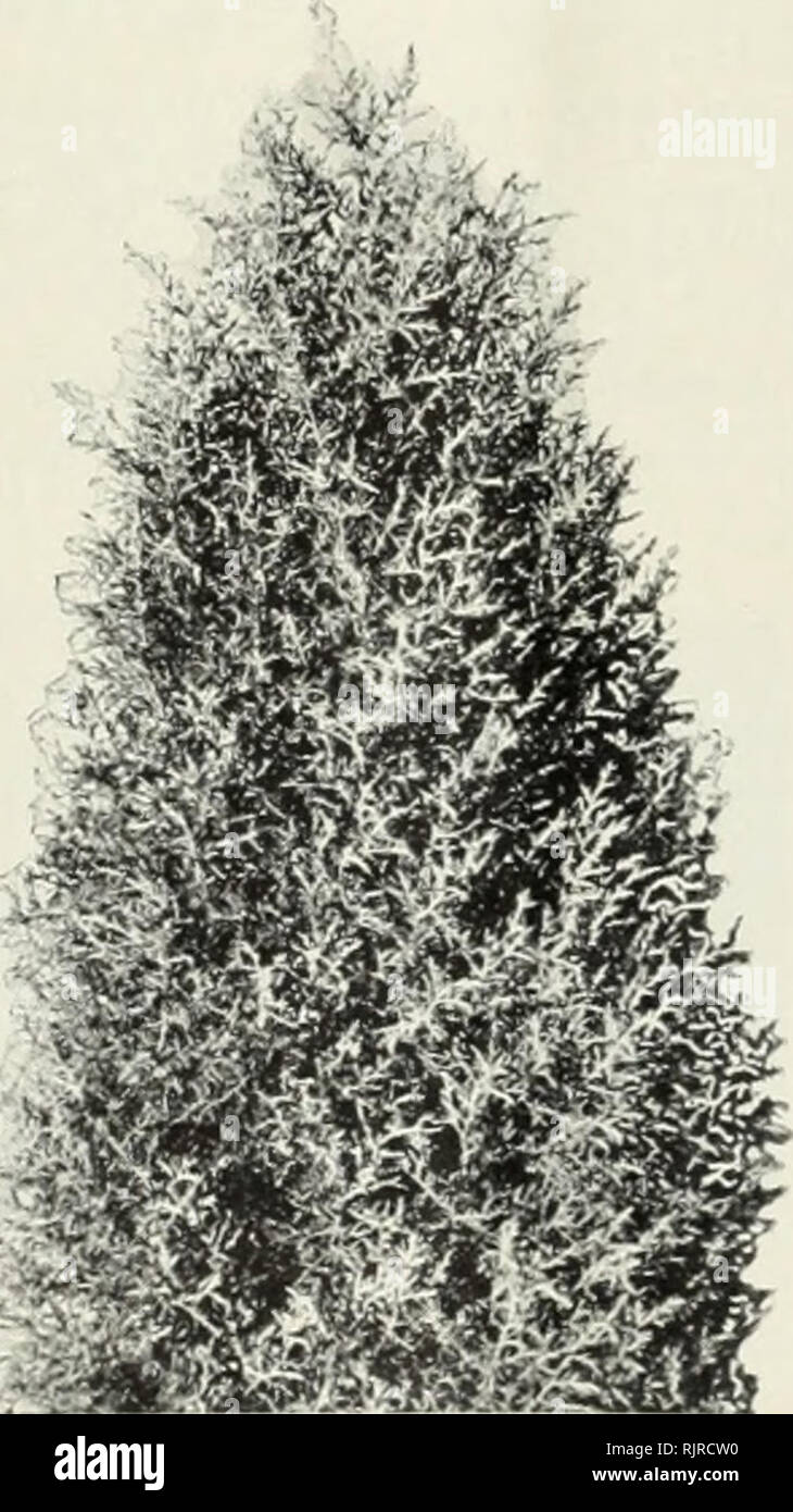 . Herbst 1928: Glühlampen samen Sträucher und Bäume. Obstbäume Utah Salt Lake City; Zierbäume Utah Salt Lake City; Sträucher Utah Salt Lake City; Kletterpflanzen Utah Salt Lake City; Lampen (Pflanzen) Utah Salt Lake City; Blumen Samen Utah Salt Lake City. Porter-Walton Co., Salt Lake City, Utah 19 immergrüne Sträucher und Bäume sowohl öffentliche und private Gründe sollten einige der Ihese schöne Exemplare haben das bisschen Farbe benötigt aus den Rest der Pflanzen zu geben. Pflanzen; Saison für den Frühling vom 1. bis 15. Mai, für den Herbst ab September 15. bis 15. November: Je nach Saison und localit Stockfoto