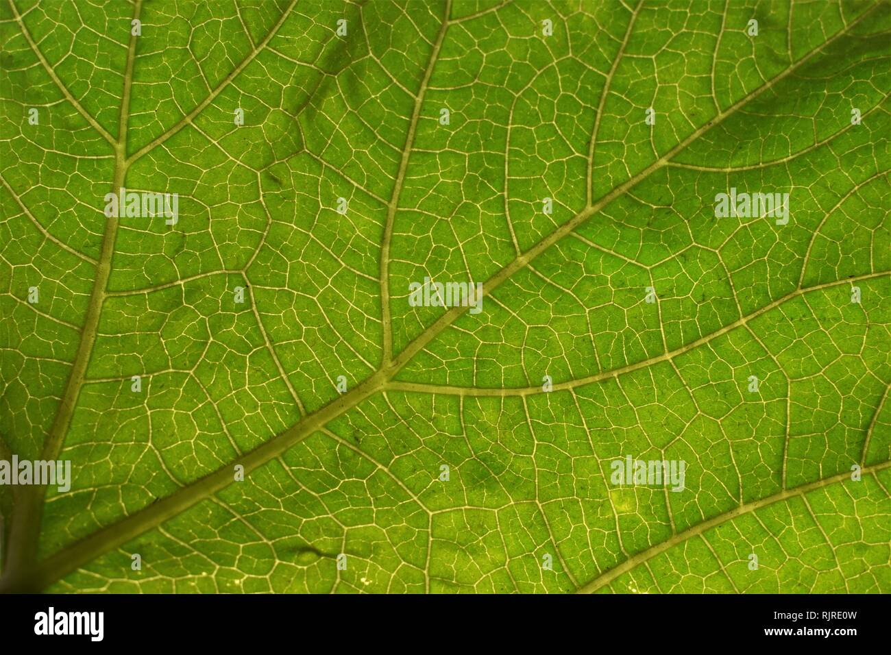 Grüne abstrakten Foto im Sonnenlicht Stockfoto