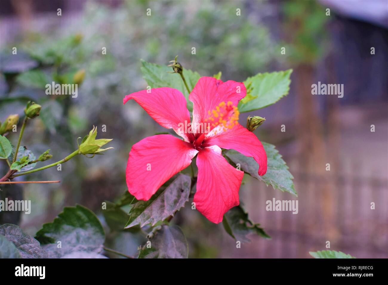 rote Blume in der Sonne Stockfoto