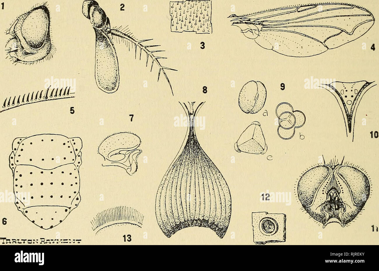 . Die australische Zoologe. Zoologie; Zoologie; Zoologie. 136 JAGD WESPEN das viel kleinere Arten, S. cliffordi Raym., Nester im gleichen Bereich, aber es Beute auf einem kleinen schwarzen Fliegen Musca vetustissima Spaziergang [jetzt M. sorbens Wied.] Und es wäre sicherlich nicht gleich gegen das große Schmeißfliege. Viele Larven ausgegraben, und Ihre grobe Morphologie war ähnlich der 8. teliferopodus Raym.; Die sechs seitliche Tuberkel gleichermaßen auffällig. Es gibt keine speziellen Zeichen, die von den Larven anderer Arten zu trennen.. ThRT - zu "HavKsi: t Abb. 1: Details zur neuen Schmeißfliege. Nr. 1. Später Stockfoto