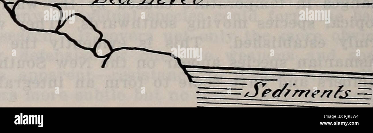 . Die australische Zoologe. Zoologie; Zoologie; Zoologie. /Seher Zeye?/. Abb. 1. Schematische Abschnitt von Shore, Port Jackson, mit typischen engen Rock Zone. Die durchschnittliche Tiefe des Felsens zone ist ungefähr 30 Fuß, also von niedrigen Wasser dorthin, wo es durch die Sedimente, bildet das Erdgeschoss des Hafens ersetzt wird. In den meisten Fällen das Wasser ist ruhig und nur in diesem Bereich sofort gegenüber der Köpfe ist es zu einer heftigen Wellengang ausgesetzt. Auch hier die zahlreichen gefallenen Blöcke aus Sandstein leisten reichlich Unterschlupf für unzählige Organismen. In der Regel der Rock ist durch ein dichtes Wachstum von Algen bedeckt Stockfoto