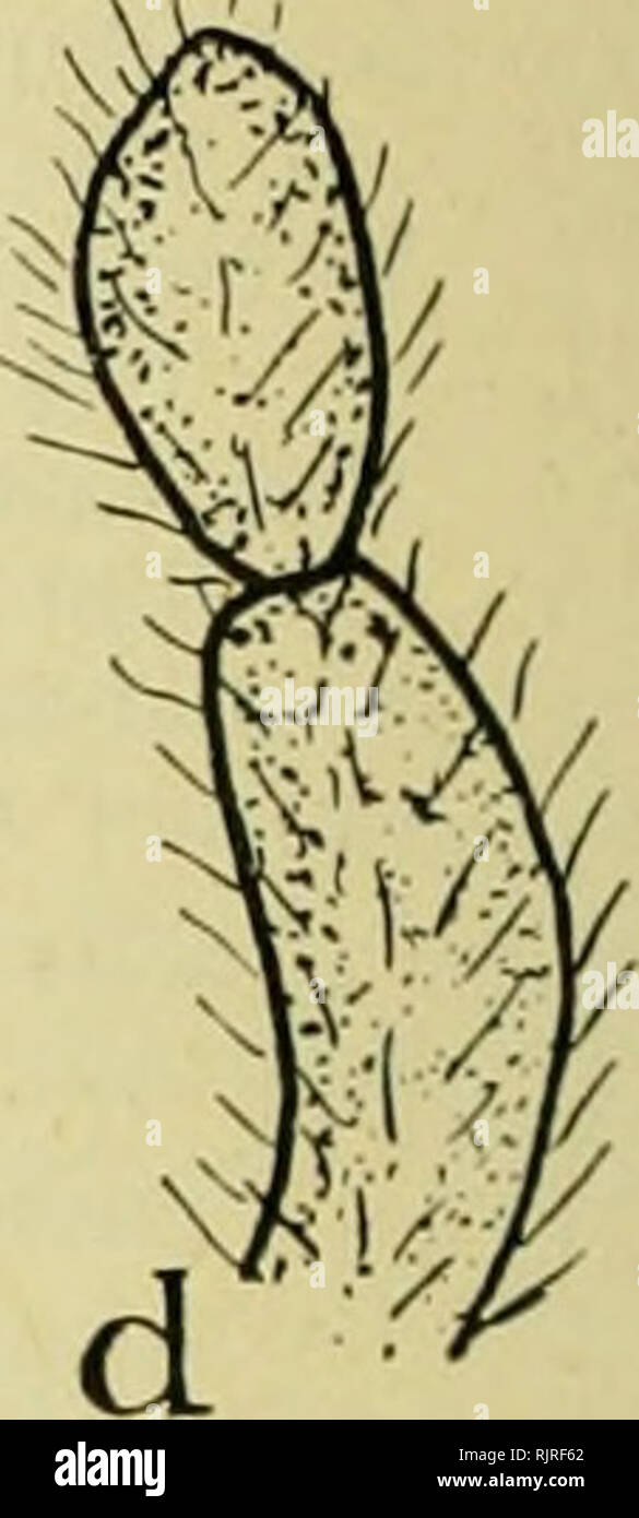 . Die australische Zoologe. Zoologie; Zoologie; Zoologie. Abb. 6. ein. Antenne von Lonchorhynchus actuosus Weiß. b. Palp der gleichen. c. Antenne des Lonchorhynchus nitidifrons Macquart. d. Palp der gleichen. Lonchorhynchus actuosus. Lonchorhynchus actuosus Weiß, Proc. Roy. Soc. Tasm., 1915. Länge: 10-13 mm. Mann: Kopf etwas breiter als lang; Hinterhauptbein grau; Augen auf dem Scheitel getrennt durch die Breite des ocellar Tuberkel, anterior Ränder parallel für ein Drittel der Länge der vorderen und von dort sehr unterschiedliche aber gerade; ocellar Tuberkel braun-schwarz; vordere Matt Schwarz, Grau am Auge Marge Stockfoto