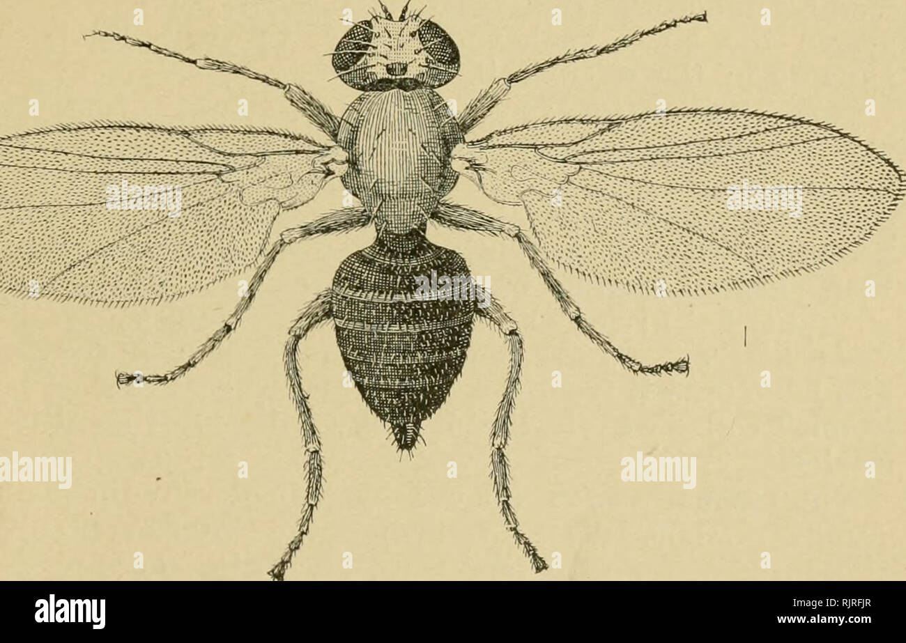 Australischer Insekten Insekten Anlage Oberhalb Der