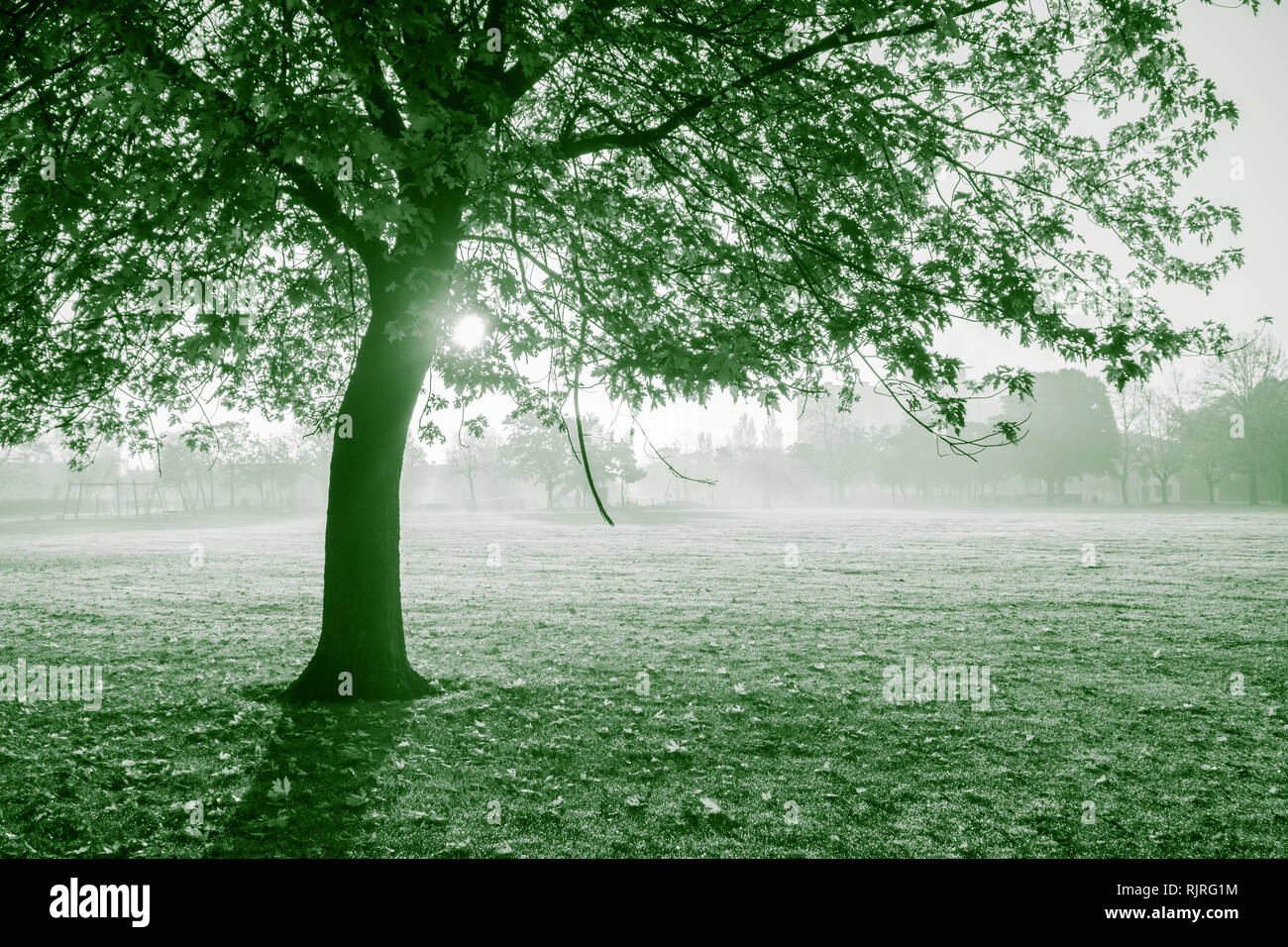Sunrise durch Äste in den öffentlichen Park Großbritannien Stockfoto Sunrise durch Äste in den öffentlichen Park Großbritannien Stockfoto