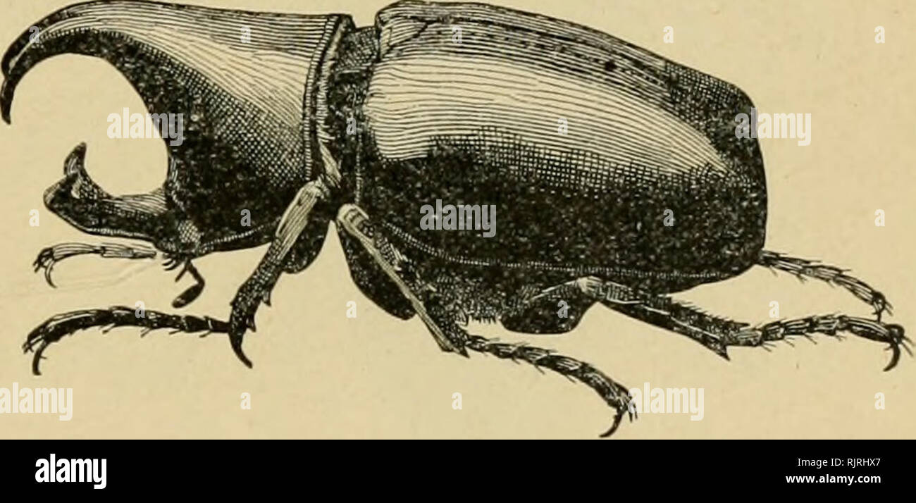 . Australischer Insekten. Insekten. Abbn. 71 und 72.- Leben Geschichte der Queensland "Elephant Käfer." 71. Xylotnipts australicus (Thorn), Larve. 72. Xylotrupes australicus, männliche Käfer. ("Landwirtschaftliche Gazette", N. S. W.) das Weibchen hat sie der üblichen abgerundete Form. Oryctes har-harossa in eines unserer größten schwarzen lamellicorns; es kommt von N. Australien. Pentadon australis ist ein glänzender schwarzer Käfer über Ya Zoll Länge, für die festgestellt worden ist schädlich - Junge - maispflanzen über Sydney. Die Queensland Elefant Käfer, Xijlotrapes atisfraliciis, im larvalen Zustand Feeds Stockfoto