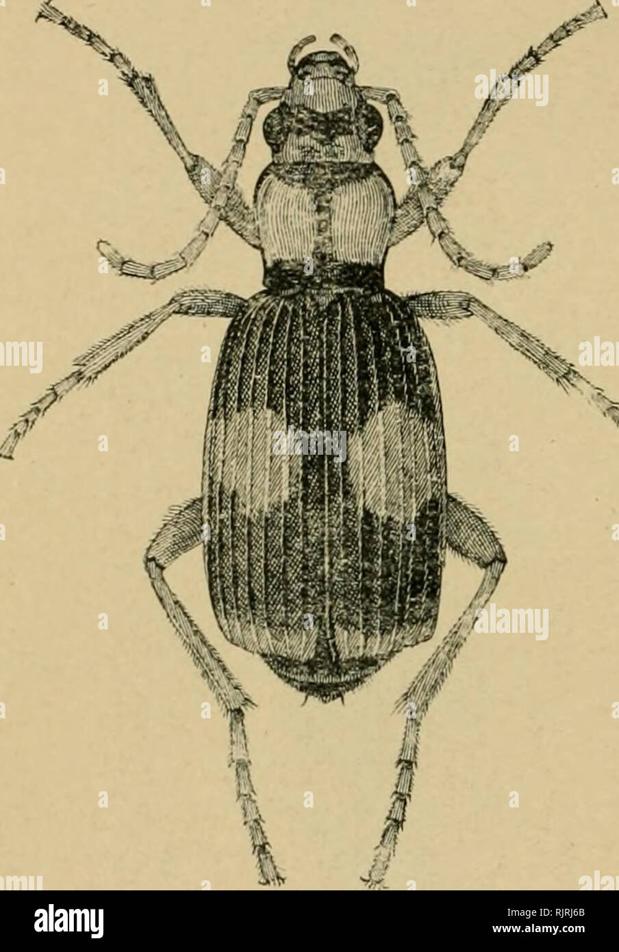 . Australischer Insekten. Insekten. 128 COLKOPTKRA. allgemeine Farbe gelblich braun, mit den Antennen, Beine, ein breiter Streifen in der Mitte und die Ränder der Flügel erstreckt sich dunkel lila, schwarz, die Flügel sind sehr fein gestreift sind und punktiert. Sie leben an den Rändern der Sümpfe, und manchmal in die Lampe in der Nacht fliegen. Ein Käfer mit einem sehr breiten Spektrum ist Hdluo costatus; es ist eine mittelgroße braune Käfer; der Kopf und Brustbereich sind ungefähr die gleiche Länge, die auf beiden Seiten vor gerundet verengt, sondern dahinter; die Flügel sind abgeflacht, grob gezahnte, und nicht bis in die Spitze, Stockfoto