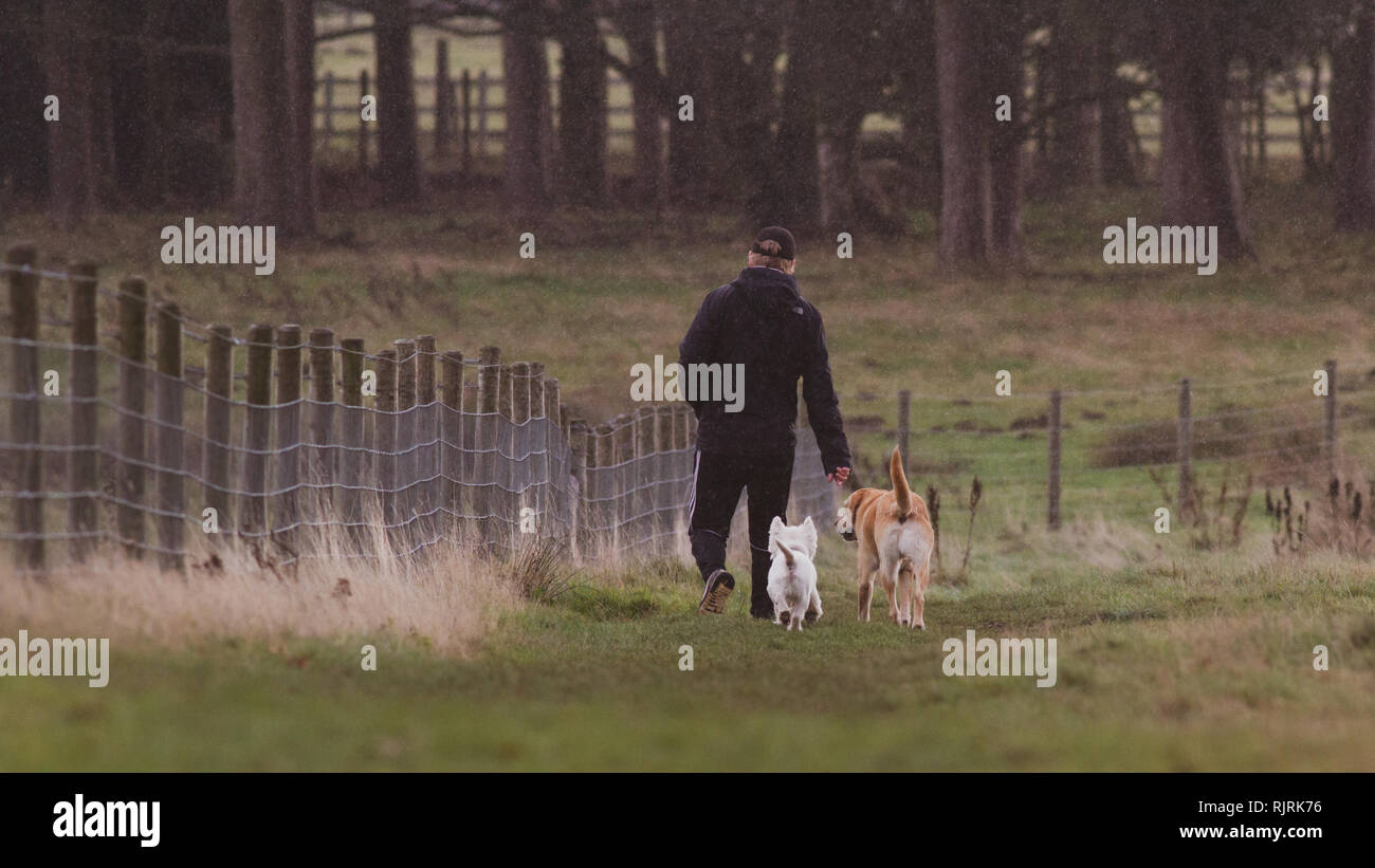 Instagram stil Bild eines Mannes, der seine beiden Hunde durch ein Feld im Regen Stockfoto