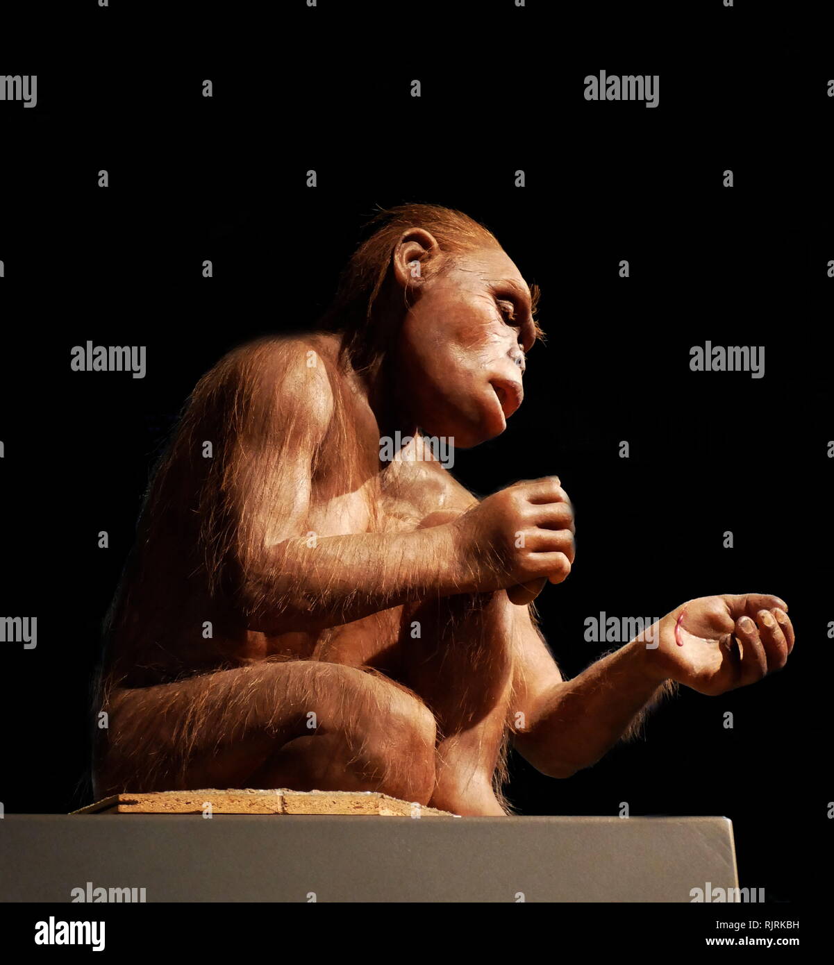 Rekonstruierte weiblichen Homo habilis; eine vorgeschlagene archaische Spezies des Homo, die zwischen ca. 2,1 und 1,5 Millionen Jahren gelebt haben Stockfoto