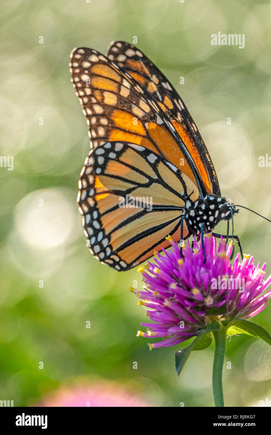 Monarch butterfly oder einfach Monarch Danaus plexippus milkweed