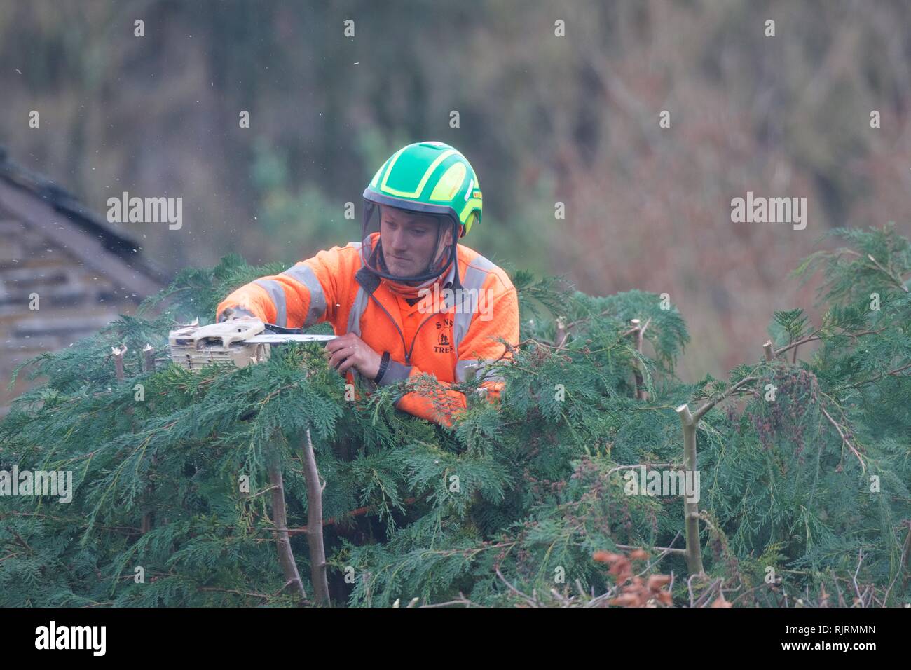 Ein Baum Chirurg Verkleidungen eine Hecke. Stockfoto