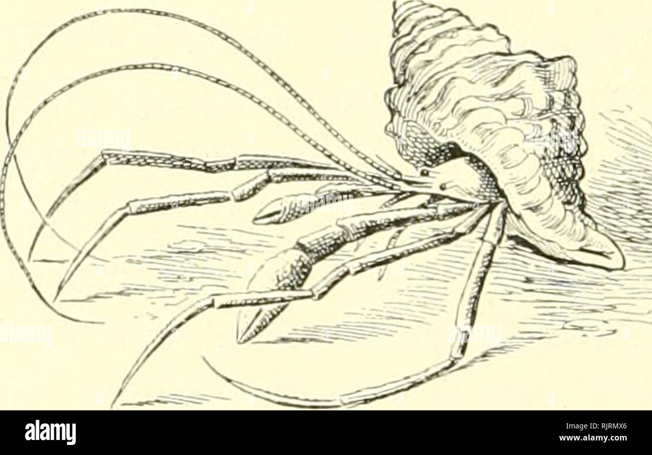 . Aus den Tiefen des Weltmeeres. Valdivia Expedition; Marine Tiere. 40 J?iMicthcf. (EriMidi öürftc Nodi cruiliiit^1 Cl •^C^^ af5 eine reidiljaltiao otficf BiMi in imfereni arofen, bel] ag, Iidien Salon in pvaftifdi öas einycriditeten, i) evau 5 gefallenen bcv Büdier I^eini Sdiliuijcrn Öes 5 diiffci: rer [;) üten &Amp; en Keaalen^ Uifftelluna Csefunöcn hatte. Sie entl] ielt neben iiautifdien un 6 o: eanoarapf? ifdien IPerfen 6 ie für unfere^ tfccfe logifd tnidjtiaercn 300 = ^en imb botanifdien 2 tbI? anMuna, en, unter mir ifjncn gefamten Bän6e6er (Tfjallcngcrs € RPE5 ition, 6er noruxvsifdien, franjöfifdien un 6 ainer Stockfoto