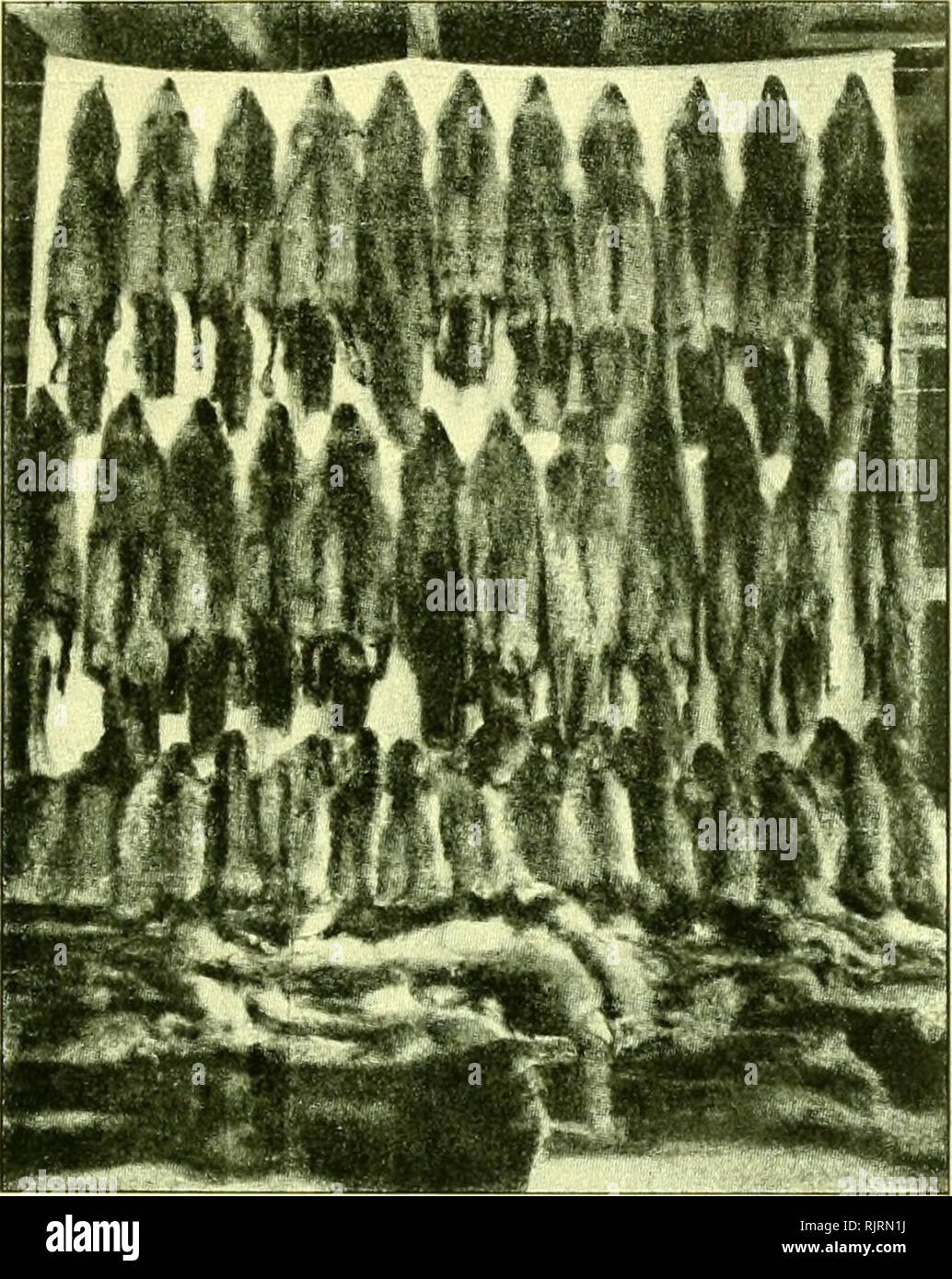 . Aus dem Reiche der Pelze. bd. I: des rauchwarenhandels. bd. II: Naturgeschichte der Pelztiere. Pelztiere; Pelzhandel. Iii. Hiindcartcn sterben. 449 Schimmer. Seit einigen Jahrfii werdener, wie schon oben erwahnt, Silber - Farnien fiichse in hier im Nordosten der Vereinigten Staaten und Kanadas, und geziichtet koramen jahrlich jetzt schon mehrere hundert- schoner Felle aus diesen Gehegcn an den Markt. Die Zucht ist iibrigens besonders wegen der grossen Scheu der Silbcrfiichse vor dem Menschen sehr schwierig, und sind deshalb viele kostspiehge Misserfolge zu verzeichnen. Stockfoto