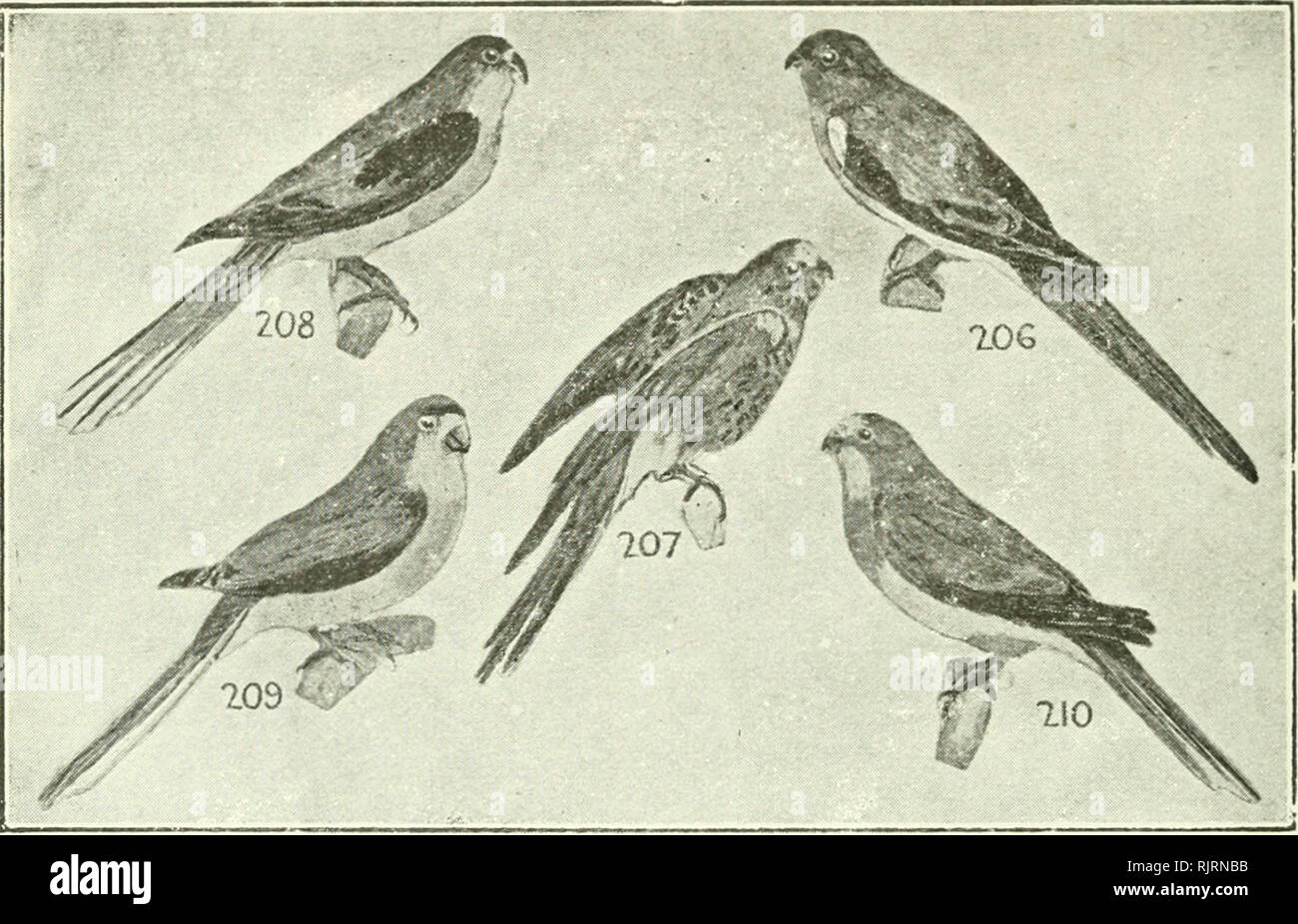 . Ein australischer Vogel Buch: Ein Taschenbuch für den Feldeinsatz. Vögel - Australien Identifikation. 102 Ein australischer Vogel Buch.. 206 * Red-backed Papagei (Gras, Red-rumped, Masse), S. haematonotus, S. F., N.S.W., V., S.A. große Herden, v.c. Gras Grün; untere zurück Scarlet; tip-Schulter äußeren Flügel - Federn Blau; Zentrum - Schulter, Bauch gelb; f), bräunlich-olive Obere. Samen. 7 207 Bourke Grass-Parrot (Nacht, Rosa-Bellied), Neophema 7 bourkei, N.S.W., V., S.A. (Inneres). V.r. plains Obere olive-braun; unter zarten Braun rosa gefärbt; Vorderteil - Kopf-, Schulter-, Flanken, schwanz Blau; f), Stirn nicht blau Stockfoto