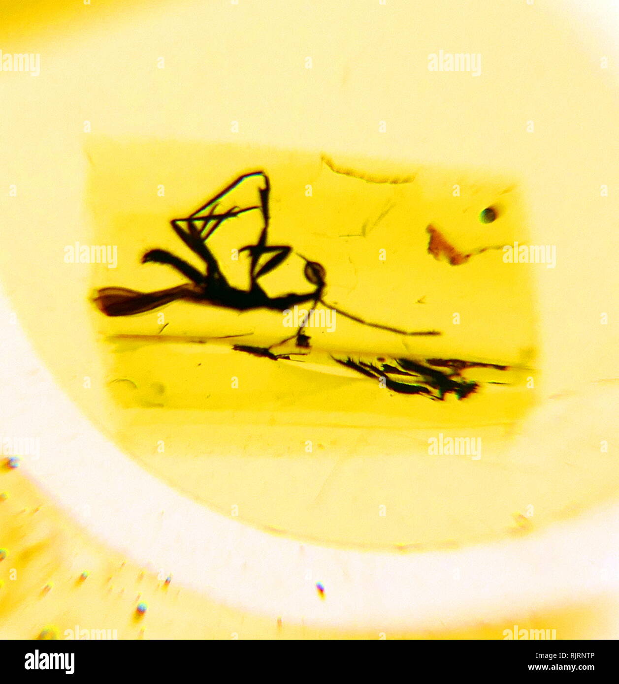 Insekten bewahrt in Bernstein können Datum von schon in den oberen Karbon (vor 320 Millionen Jahren). Bernstein ist eine einzigartige Erhaltung, Bewahrung ansonsten unfossilizable Teile von Organismen; als solche ist sie in den Wiederaufbau der Ökosysteme hilfreich ist, sowie Organismen; Bernstein enthält manchmal Tiere oder Pflanzen, die in den Harz gefangen wurde, wie es abgesondert wurde. Stockfoto