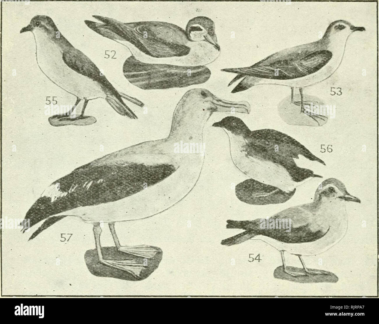 . Ein australischer Vogel Buch: Ein Taschenbuch für den Feldeinsatz. Vögel - Australien Identifikation. 30 A 1 T AtrSTftAf. tAN VOGEL BUCH.. 52 Breiten-billed Dove-Petrel (Blau), Whale-Bird, Prion, S. vittatits, S. Ozeane. c. Ocean 11,5 Obere zarte blau-grau; Kopf dunkler als zurück; Kante Schulter, Flügel, Tipp - Schwanz schwarz; unter, Linie über Auge, weiss; Flanken blau; breite Bill blau schwarz; Füße hellblau gespitzt; f), Sim. Tintenfische. Die Oberfläche des Wassers mit seinen schwimmhäuten wie von der Aktion oi die Flügel." Diese Gewohnheit "zu Fuß" auf das Meer ist verantwortlich für den Namen "Petrel,&qu. Stockfoto