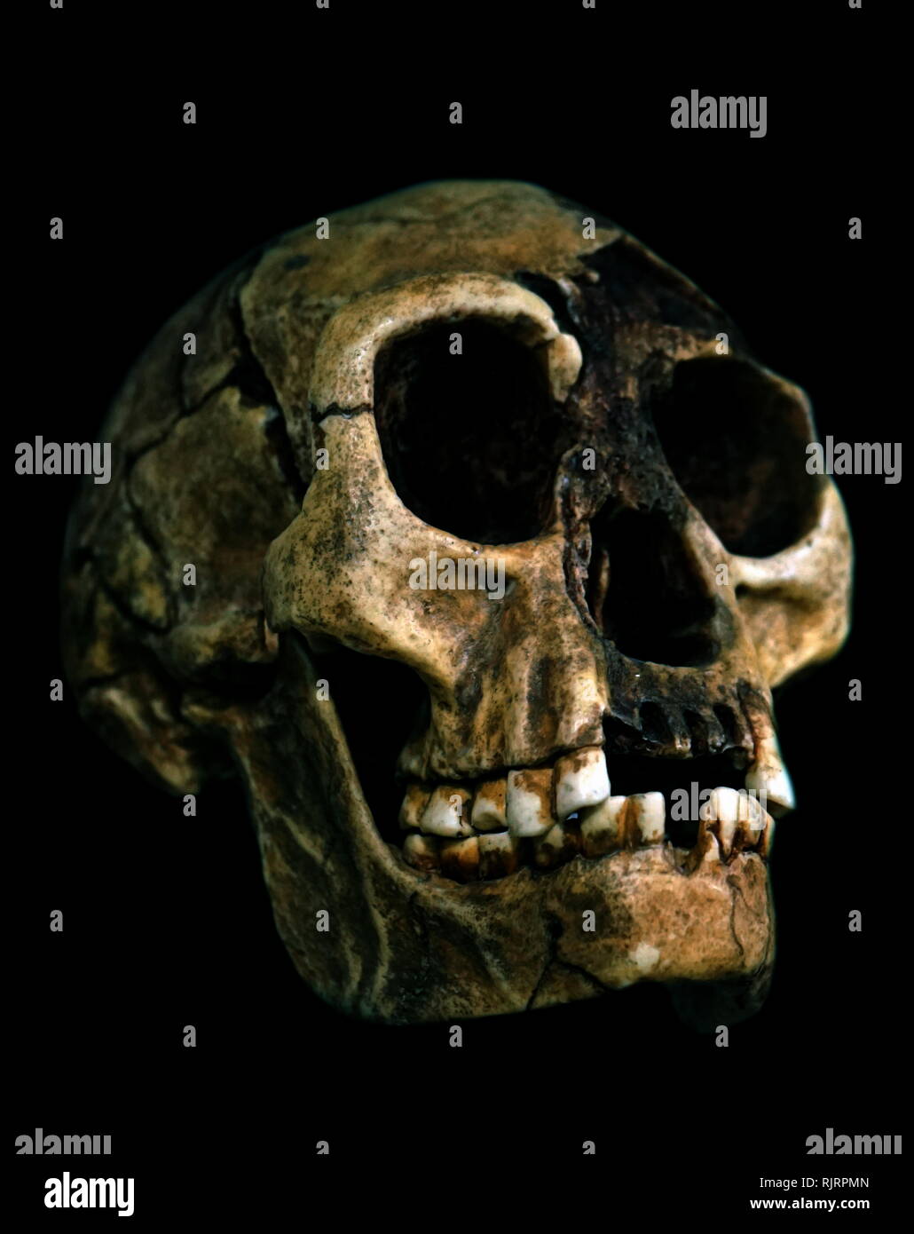 Homo floresiensis (Flores Man; den Spitznamen Hobbit) ist eine ausgestorbene Arten in der Gattung Homo. Stockfoto