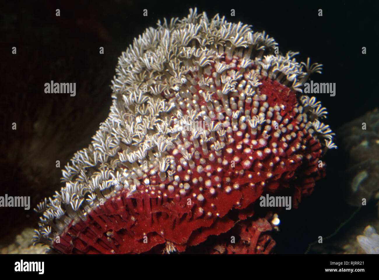 Orgel-pipe Coral (Tubipora Musica) Stockfoto