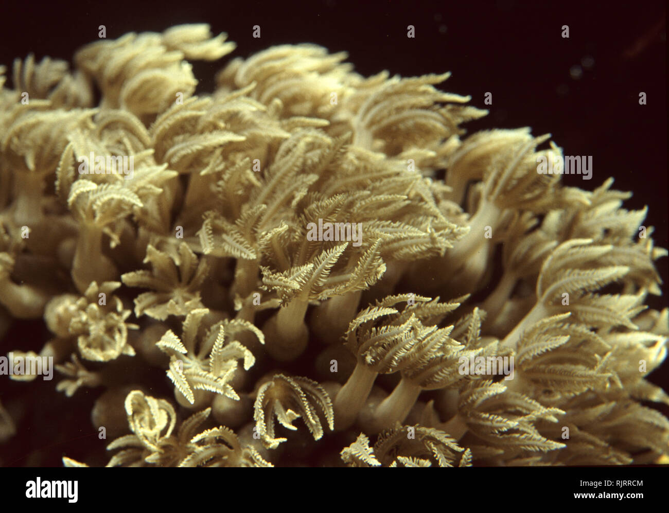Winkende hand Coral (Anthelia sp.) Stockfoto