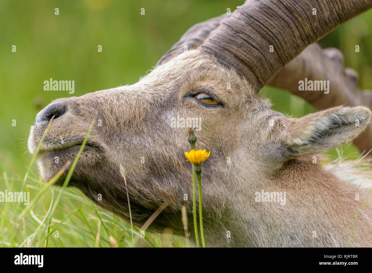 Alte ibex sonnen sich auf der grünen Wiese Stockfoto