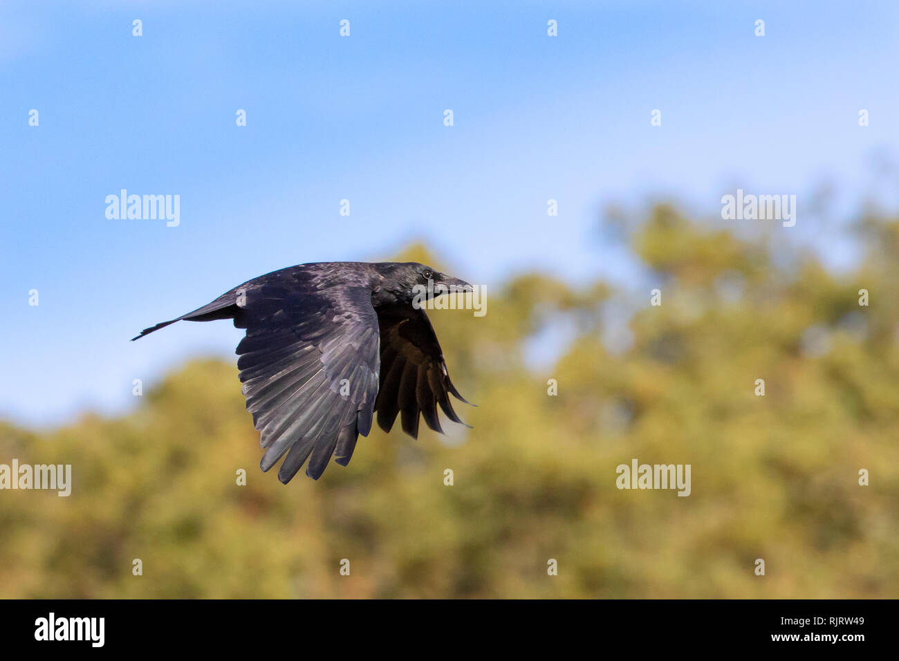 Kolkrabe, Corvus Corax in der Wildnis fliegen mit Bäumen und blauen Himmel im Hintergrund Stockfoto