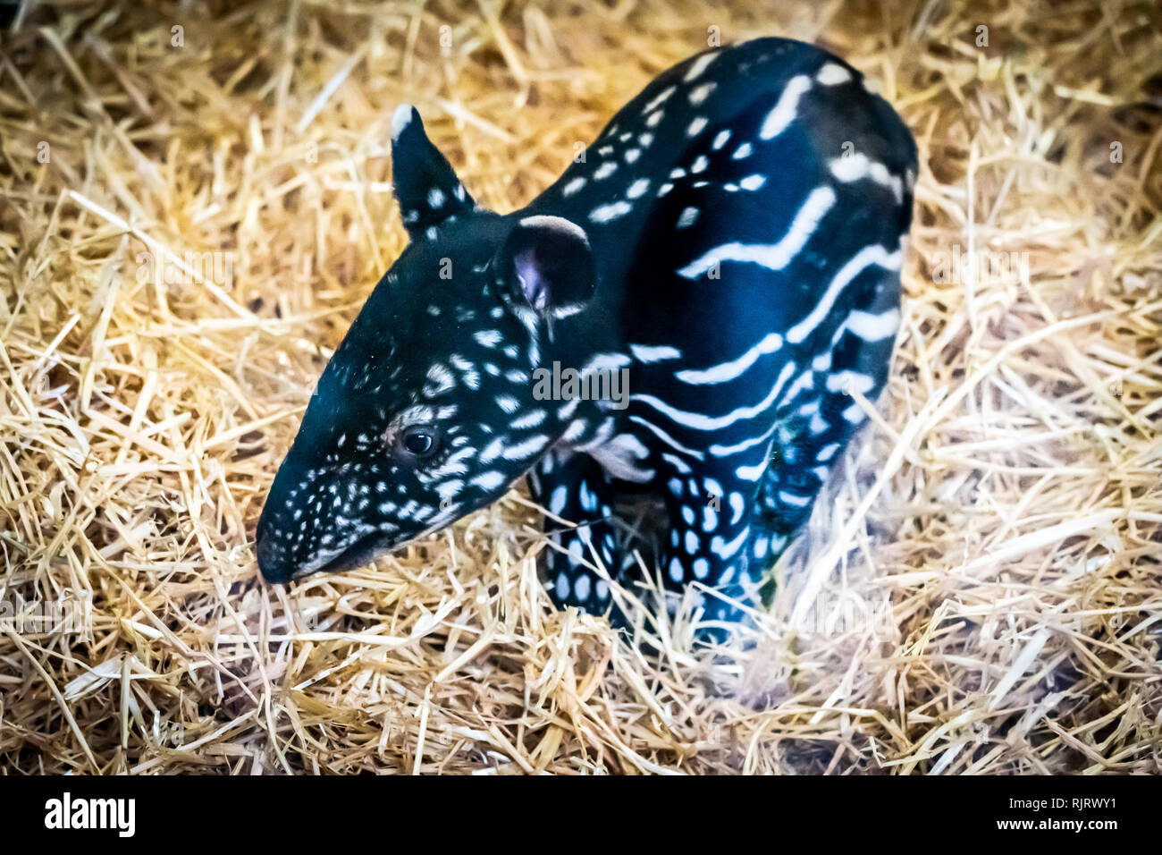 Edinburgh, Großbritannien. 7 Feb, 2019. Edinburgh Zoo feiert die Geburt eines Malayan Tapir Kalb. Dem noch namenlosen Tier am 1. Februar 2019 geboren war und ist ein Erfolg für die gefährdeten Arten mit weniger als 2500 in freier Wildbahn. Die malayan Tapir Bevölkerung ist stark fragmentiert und in der ernsten Rückgang, vor allem aufgrund der großflächigen Abholzung, wachsende Betriebe und unkontrollierten illegalen Holzeinschlag. Credit: Andy Catlin/Alamy leben Nachrichten Stockfoto