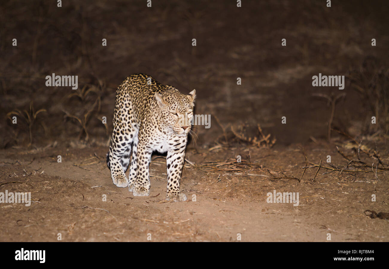 Leopard bei Nacht (South Luangwa National Park, Sambia). Stockfoto