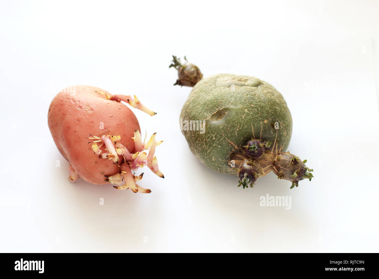 Sprießende Kartoffeln vor weißem Hintergrund Stockfoto