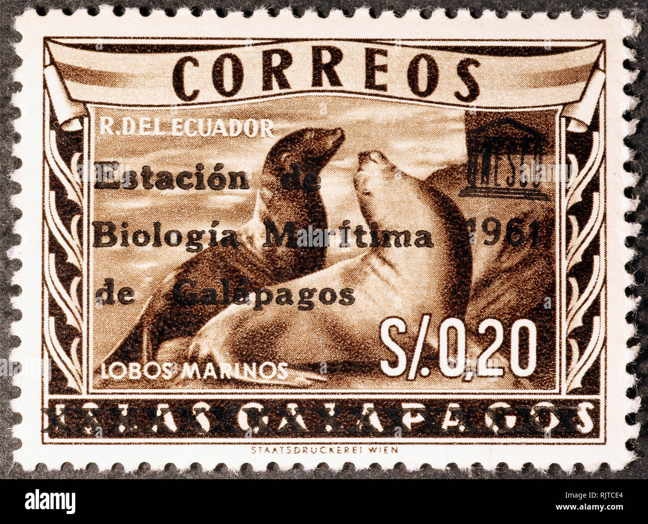 Zwei Seelöwen auf alten Stempel der Galapagos Stockfoto