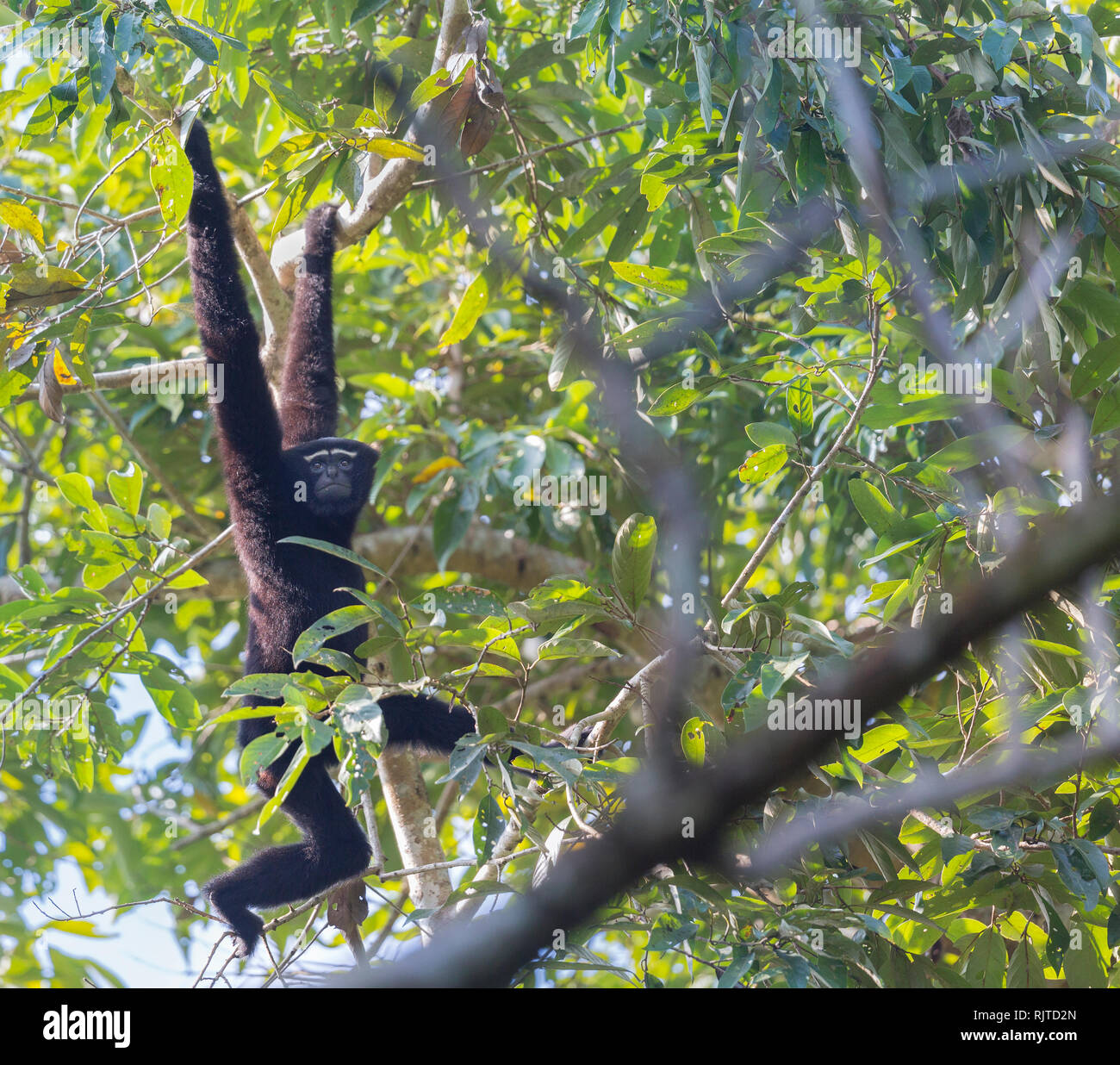 Western Hoolock Gibbon oder Hoolock hoolock gefährdeten Arten in Assam Indien Stockfoto