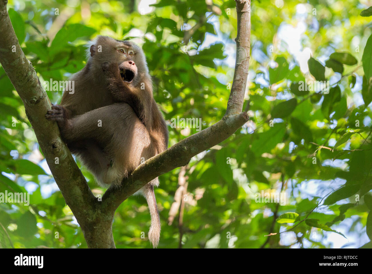 Northern Schwein-tailed Macaque oder Macaca Leonina in Gibbon Wildlife Sanctuary Assam North East India Stockfoto