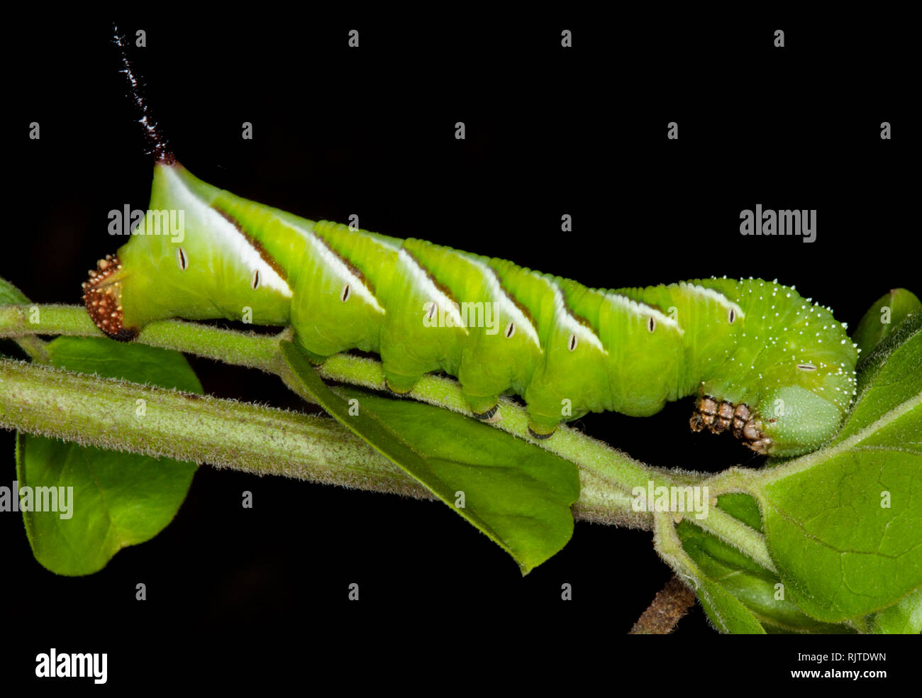 Lebhaftes grün-weiß gestreiften Caterpillar von Liguster Hawk Moth, Psilogramma casuarinae auf Blatt gegen den dunklen Hintergrund in der Australischen Garten Stockfoto