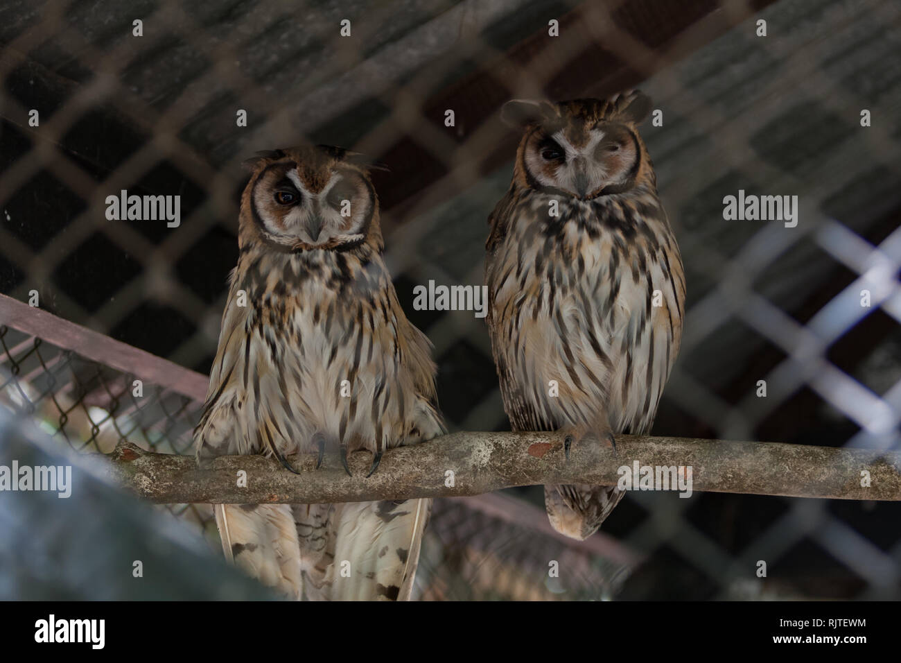 Schwarze garten eule Fotos und Bildmaterial in hoher Auflösung Alamy