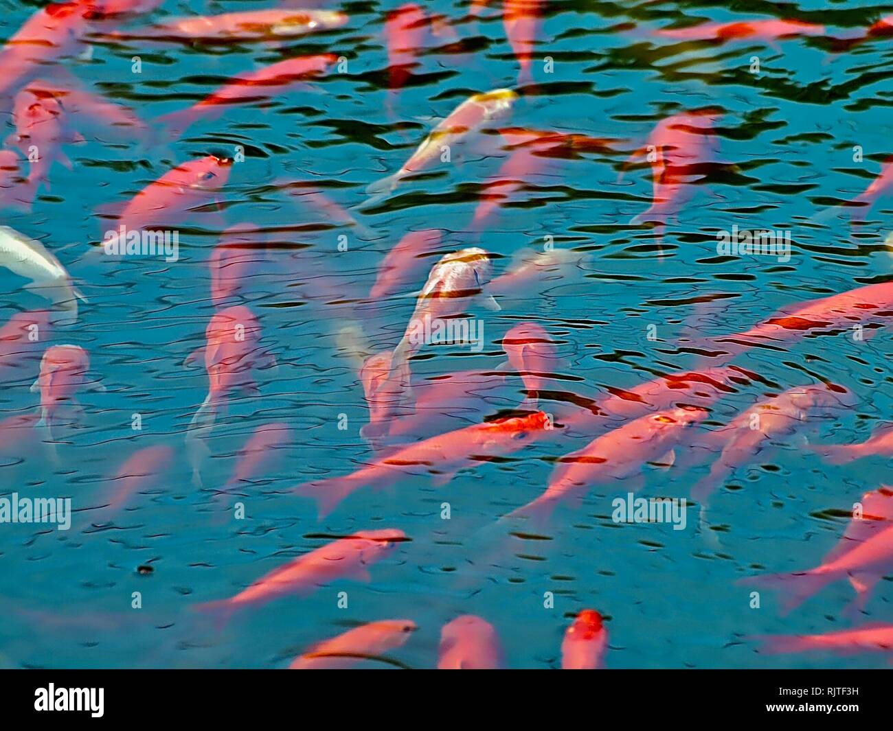 Schwarm der Goldfische im Teich Stockfoto