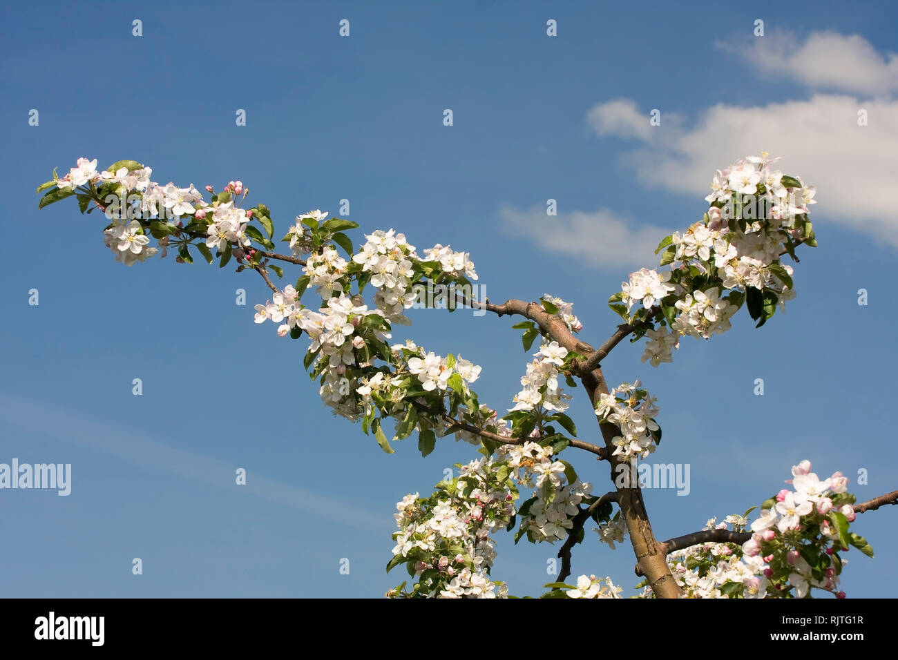 Bäume in der Sakura (Prunus Avium) Niedersachsen, Altes Land, Deutschland, Europa Stockfoto