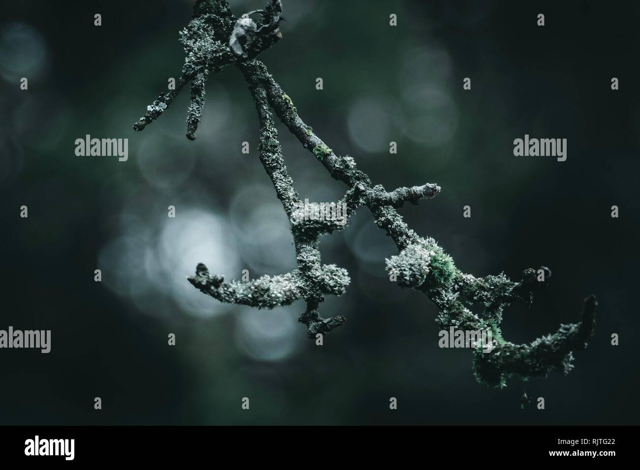 Moody Natur Stockfoto