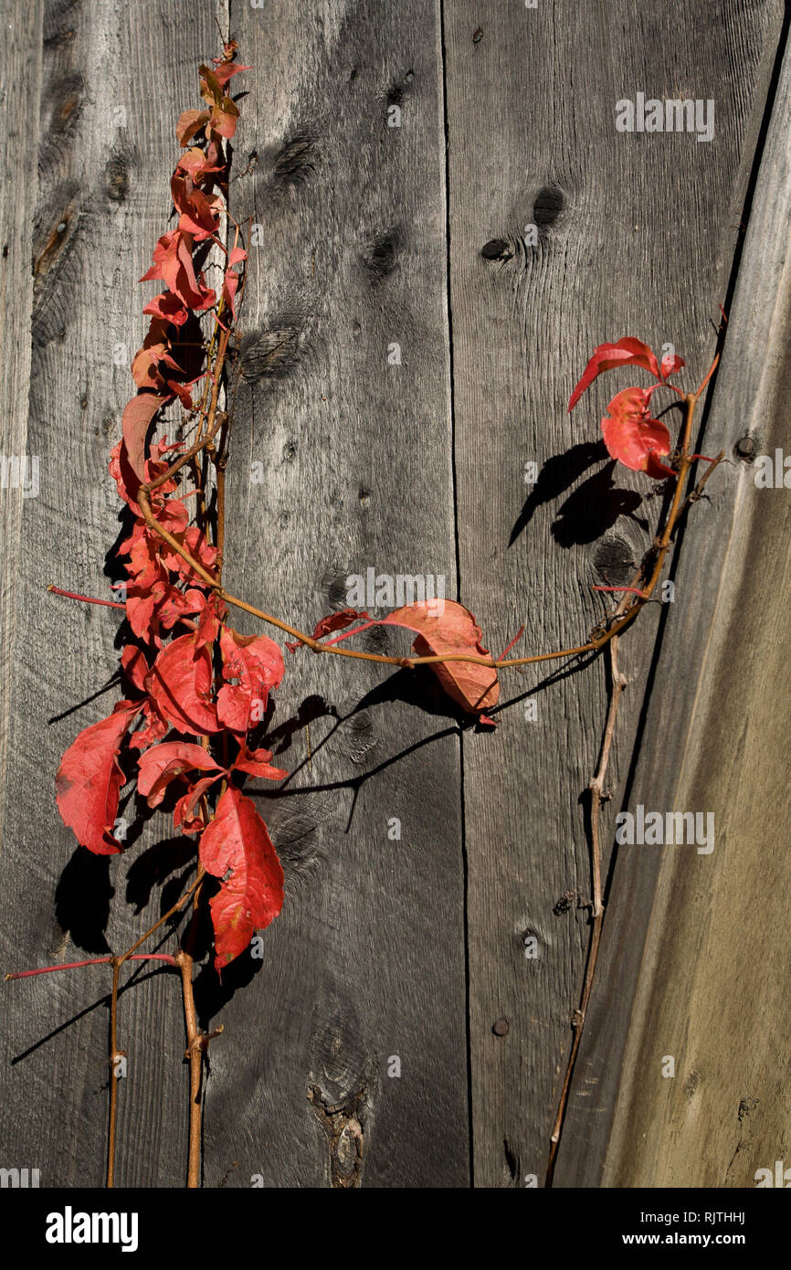 Nahaufnahme von roten Weinblätter gegen einen hölzernen Hintergrund, Warren, Washington County, Vermont, USA Stockfoto