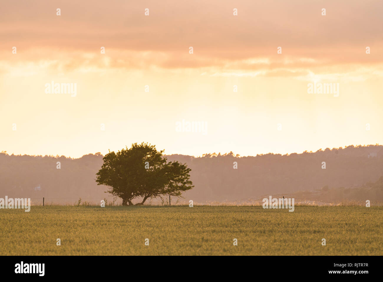 Hazy Sonnenaufgang über Feld und einzelnen Baum Bild horizontal, Halland, Schweden, Europa Stockfoto