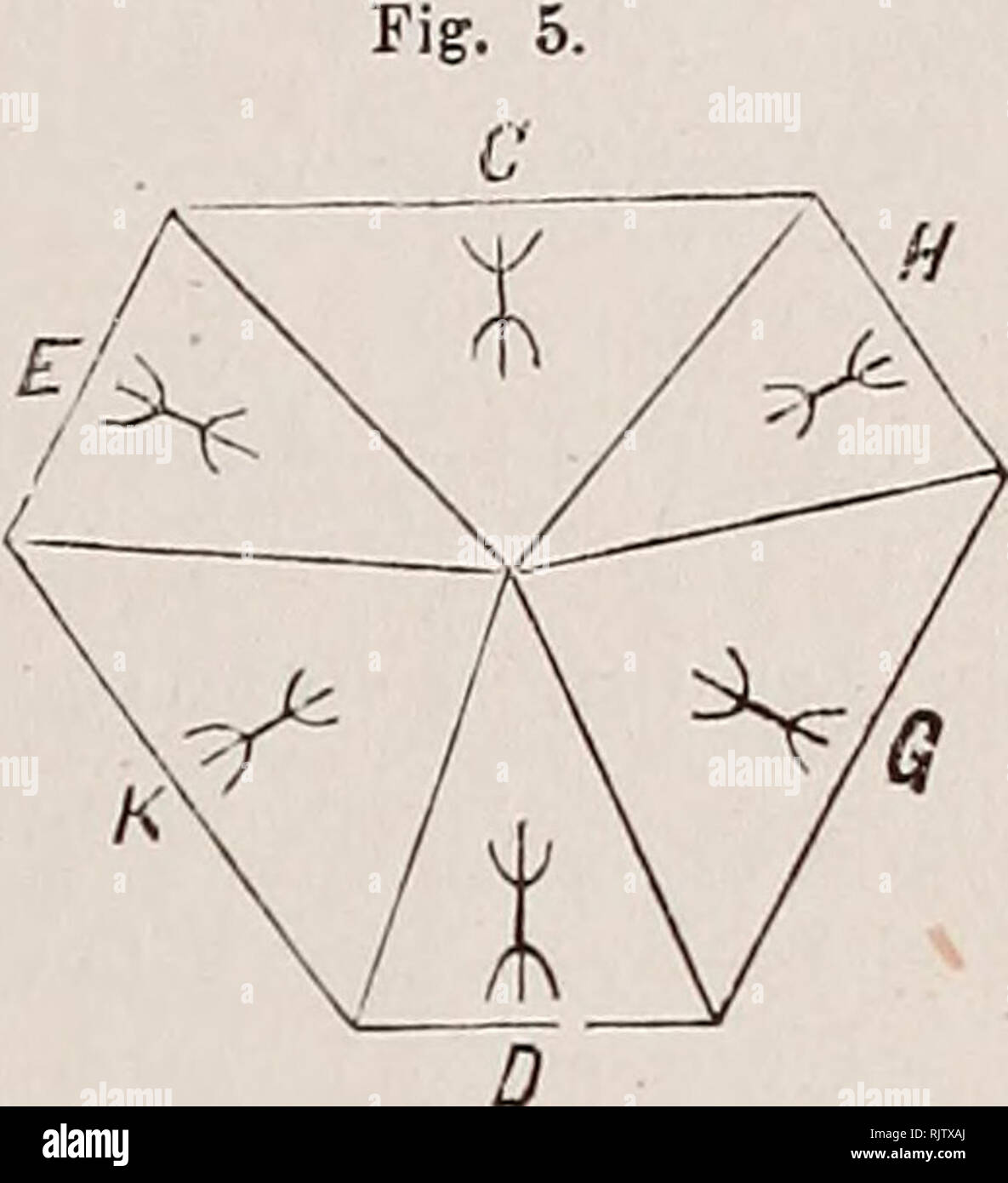 . Atti della Società di Toscana regional naturali, residente in Pisa. Natural History. STUDIJ SULL ACIDO LITOFELLICO EG. 183 mente verticale. L'esagono di Base si teilen sich in 6 triangoli kommen Indica la Abb. 5, con Tinte differenti l'ima dall'altra e piÃ¹ Aventi pro di (durante La rotazione del Cristallo attorno Al suo Asse prismatico) posizioni l'una dall'altra differente di estinzione Lu-minosa. Questa esageminazione Resulta anche piÃ¹ dimostrata usando La luce polarizzata convergente ('). Pro ogni Triangolo fu potuta constatare una Ben decisa biasicitÃ mediante La comparsa dei Rami d'iperbole Stockfoto