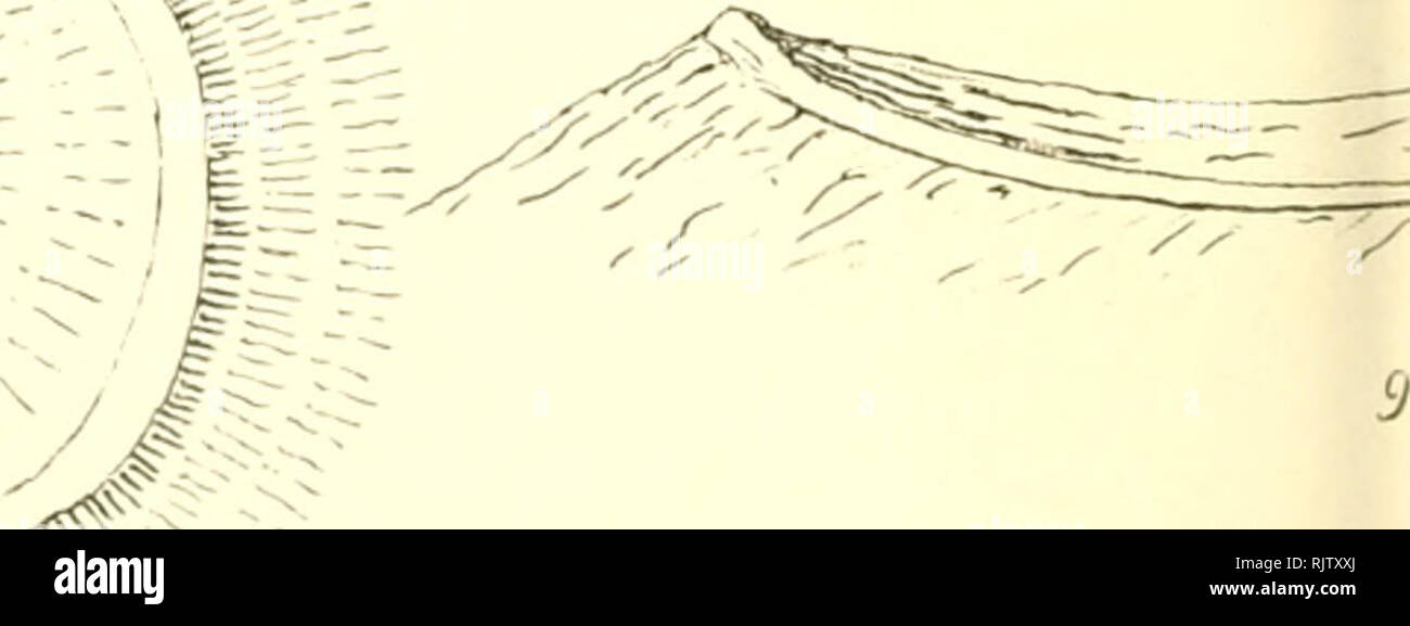 . Atti del Museo Civico di Storia Naturale di Trieste. Natural History; Natural History. O". r Marcheseìfc c/ei Lif. E'' - ''Cuf/Maw50r.&lt;s 100 I I I I '''"'''''' 1:500 (. Bitte beachten Sie, dass diese Bilder sind von der gescannten Seite Bilder, die digital für die Lesbarkeit verbessert haben mögen - Färbung und Aussehen dieser Abbildungen können nicht perfekt dem Original ähneln. extrahiert. Museo Civico di Storia Naturale (Triest, Italien). Triest: Il Museo Stockfoto