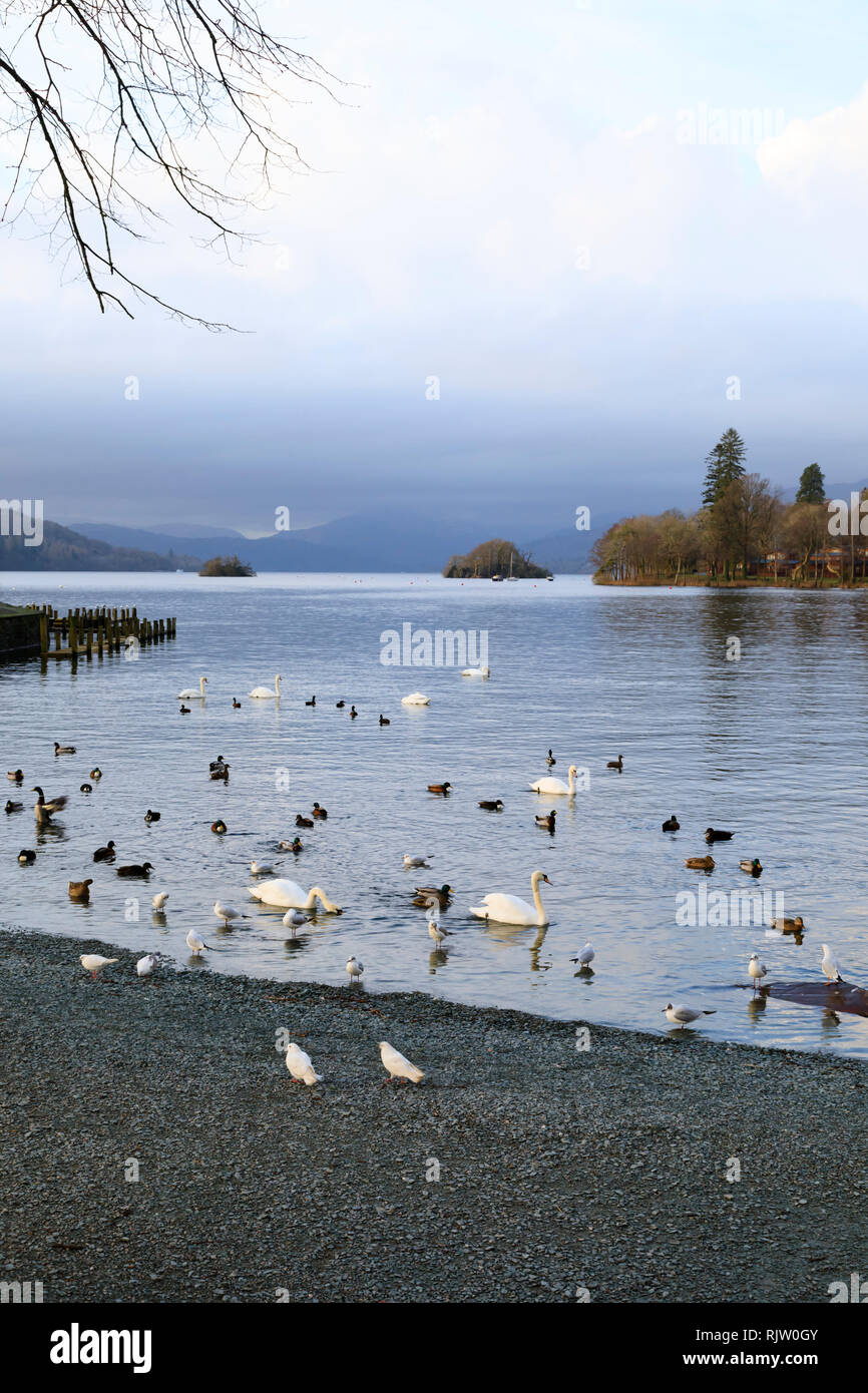Wasservögel, die durch die Touristen gefüttert warten, Bowness on Windermere, Lake District, Cumbria, England Stockfoto
