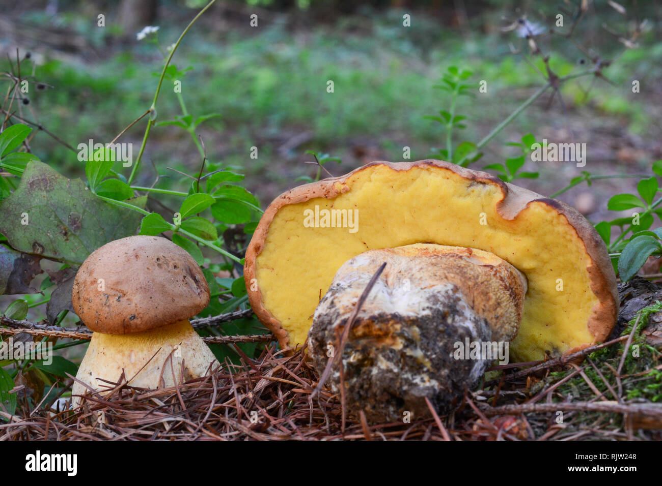 Zwei junge Muster essbar, aber seltene Pilze Steinpilze subappendiculatus in natürlichen Lebensraum Bergwald Fichte Stockfoto