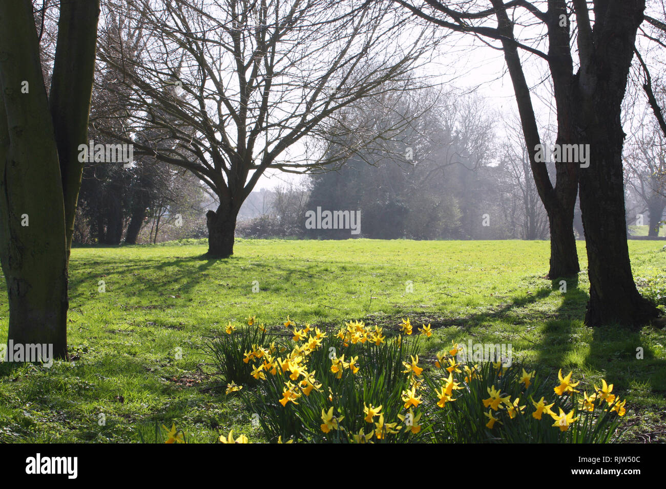 Narzisse blüht in einem Park im Frühling Saison Stockfoto